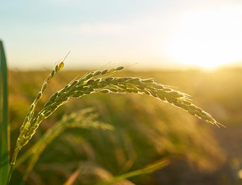 Investimenti aziende agricole